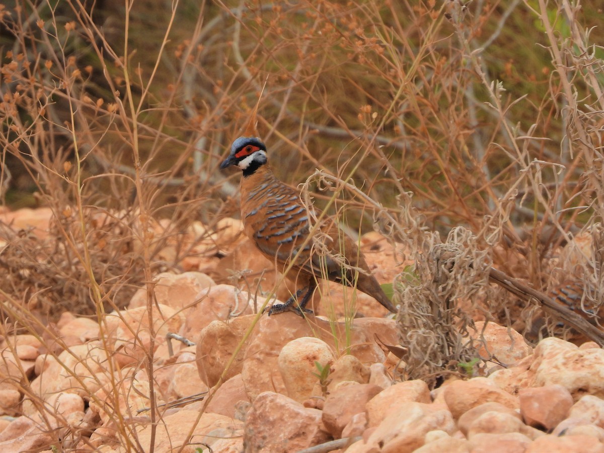 Spinifex Pigeon (Rufous-bellied) - ML538571401