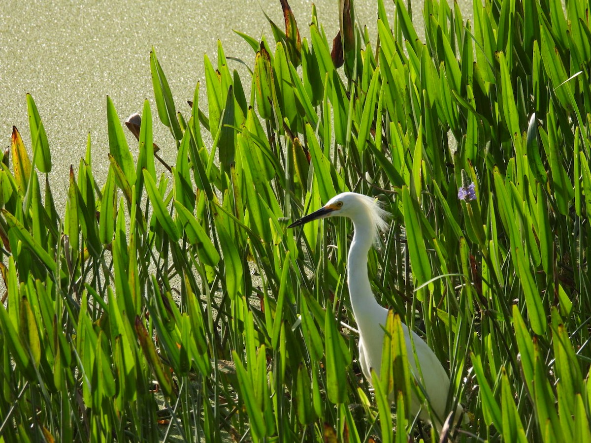 Snowy Egret - ML538571761