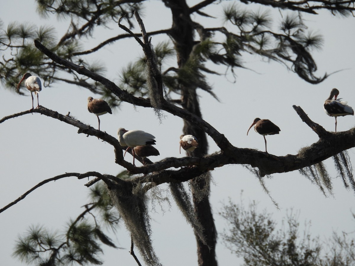 White Ibis - ML538571961