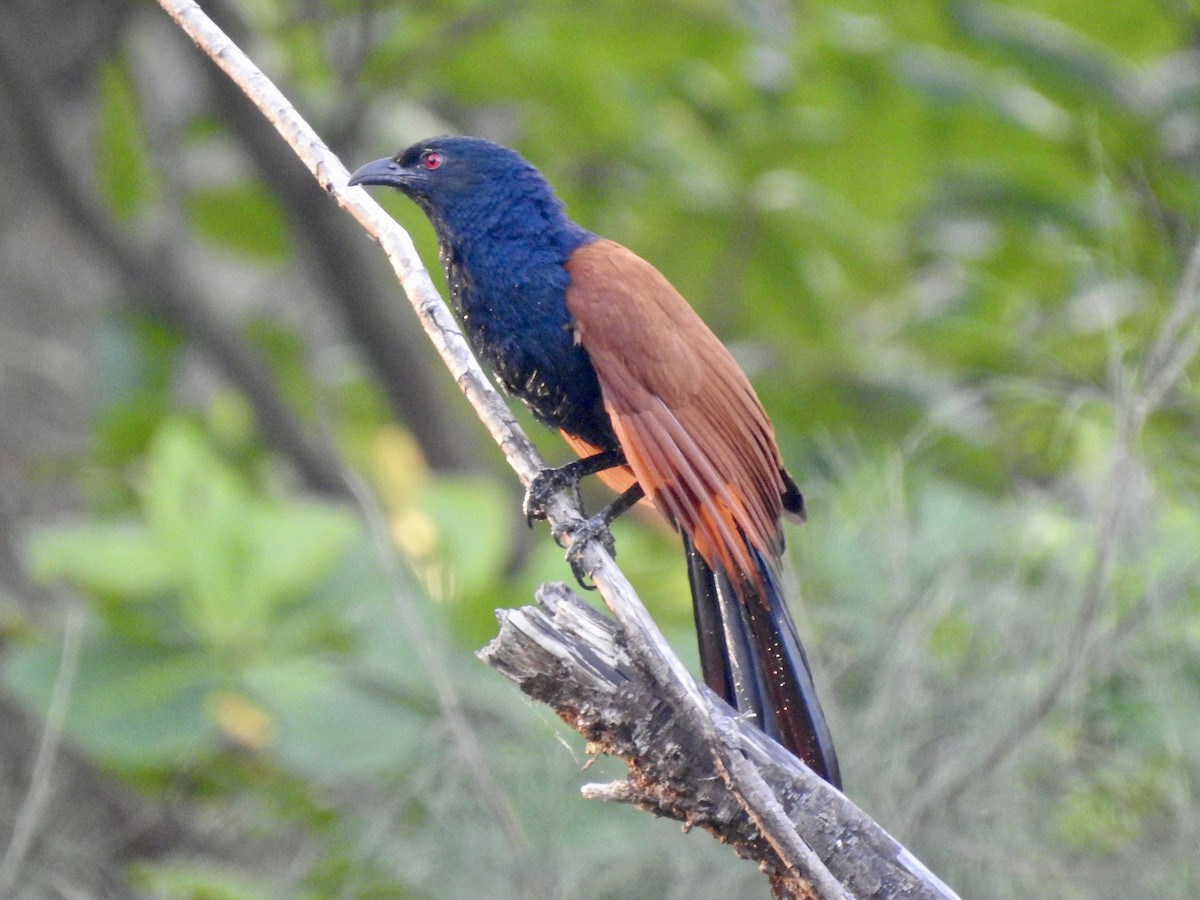 Greater Coucal - ML538573051