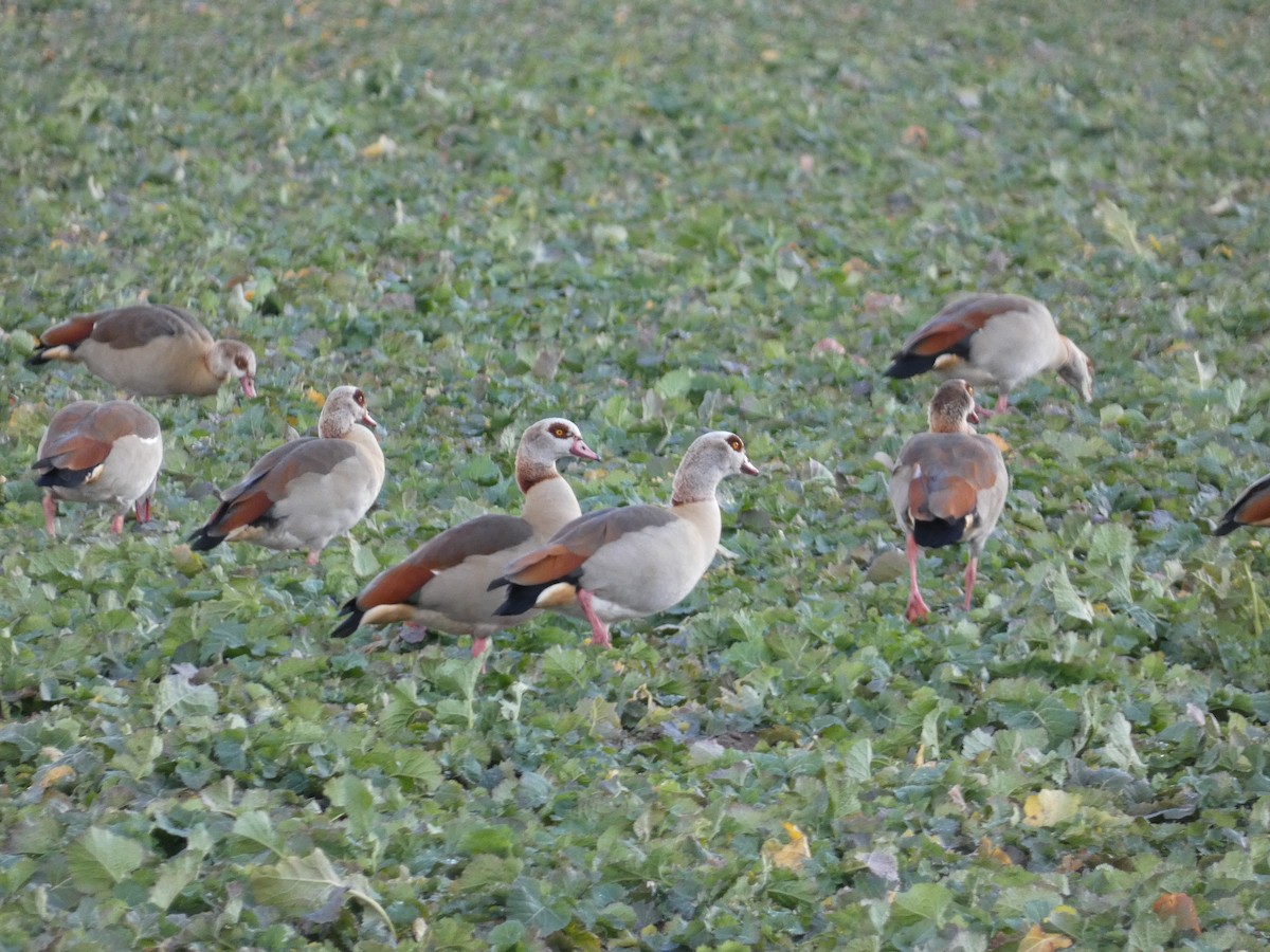 Egyptian Goose - Frederik Albrecht