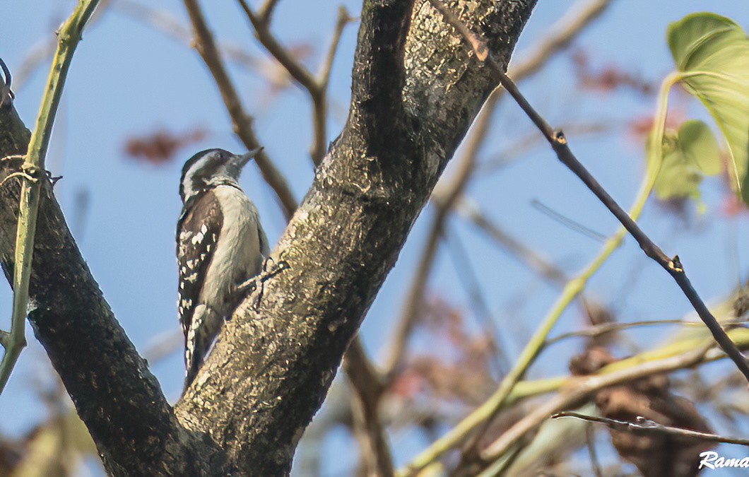 Brown-capped Pygmy Woodpecker - ML538573951