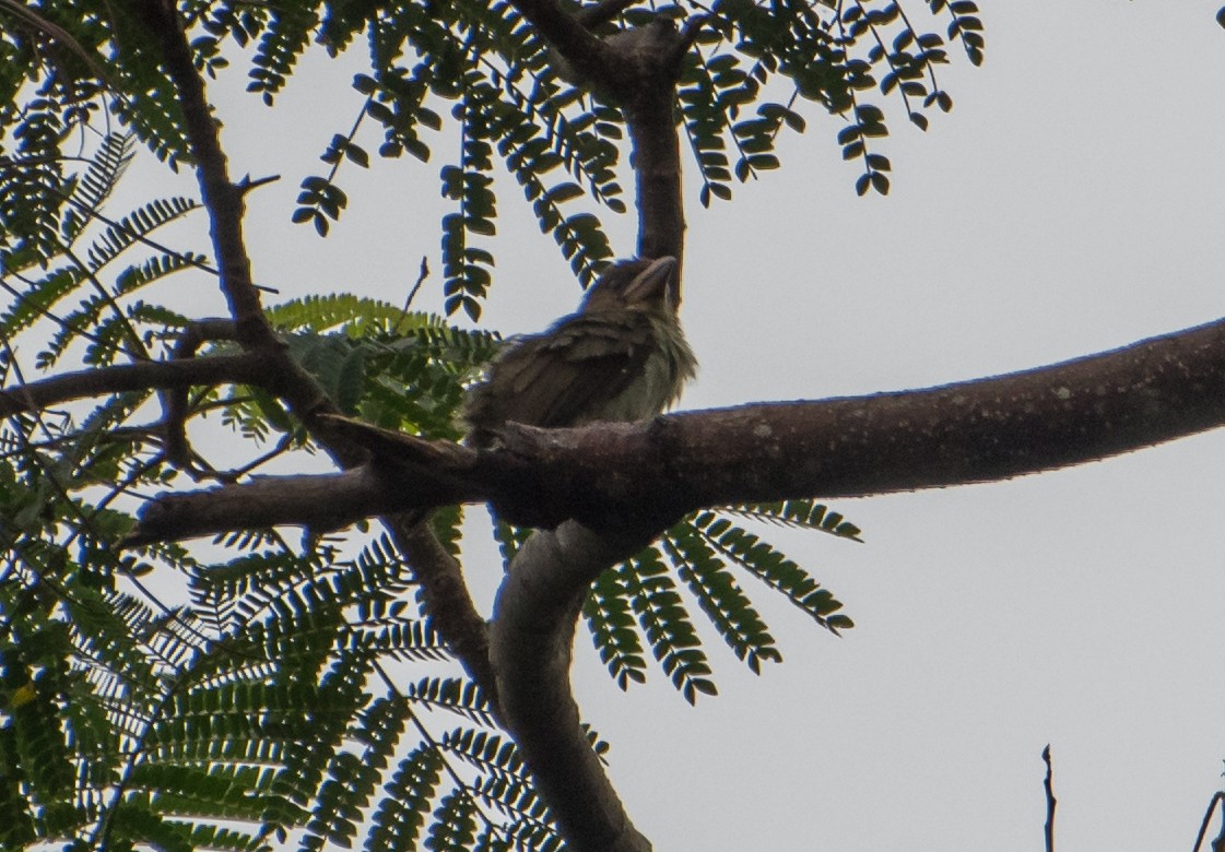 Sooty Barbet - ML538574111