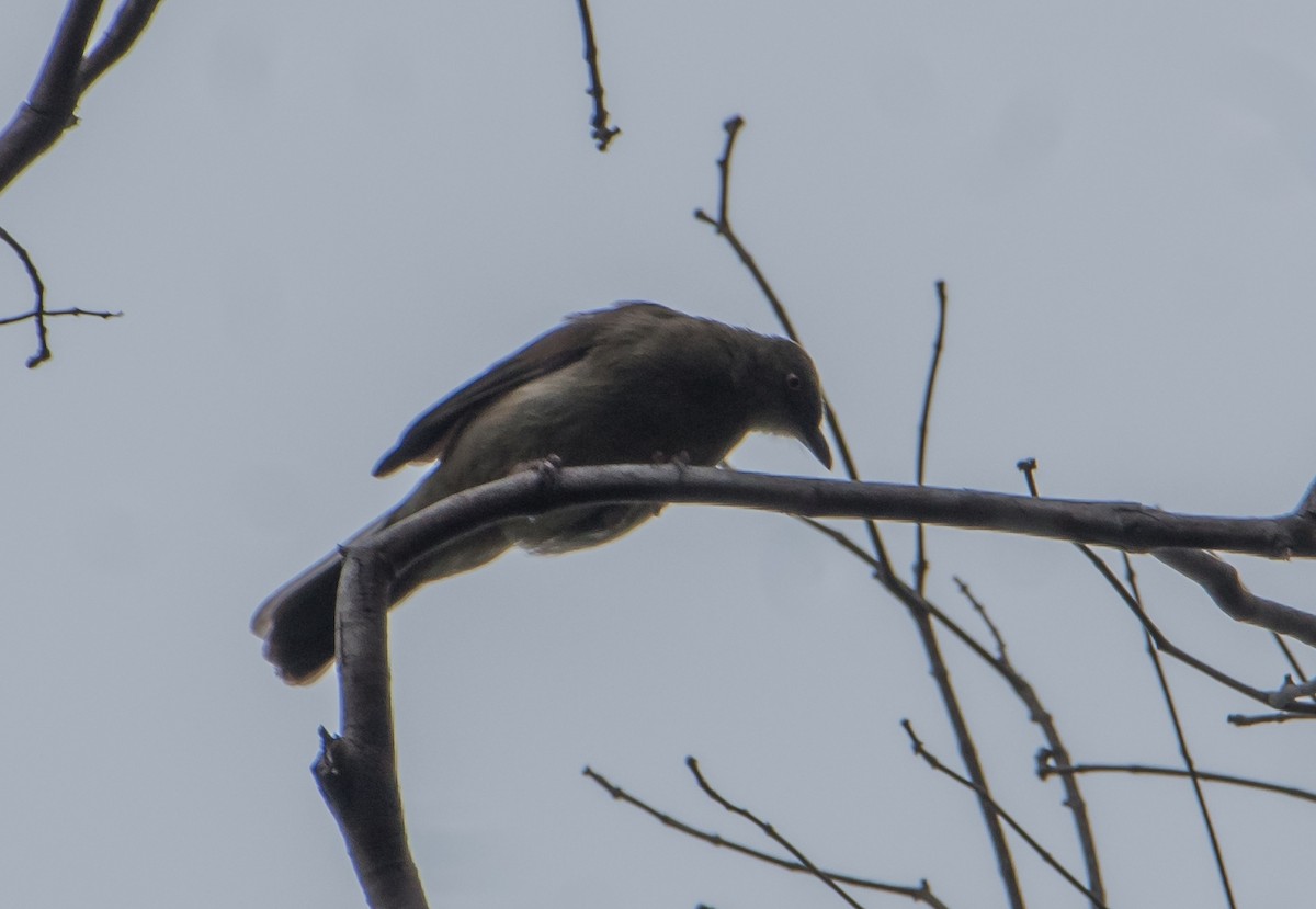 Red-eyed Bulbul - ML538574131