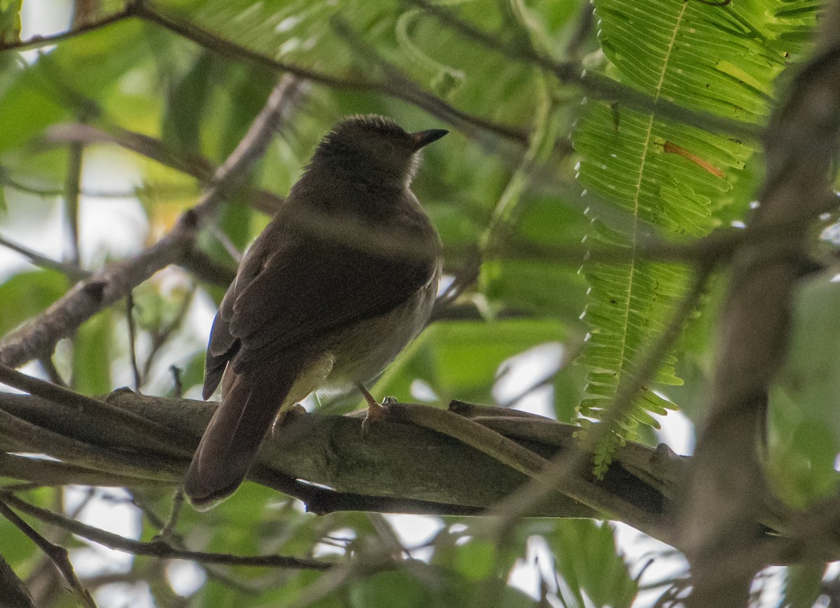 Yellow-bellied Bulbul - ML538574161