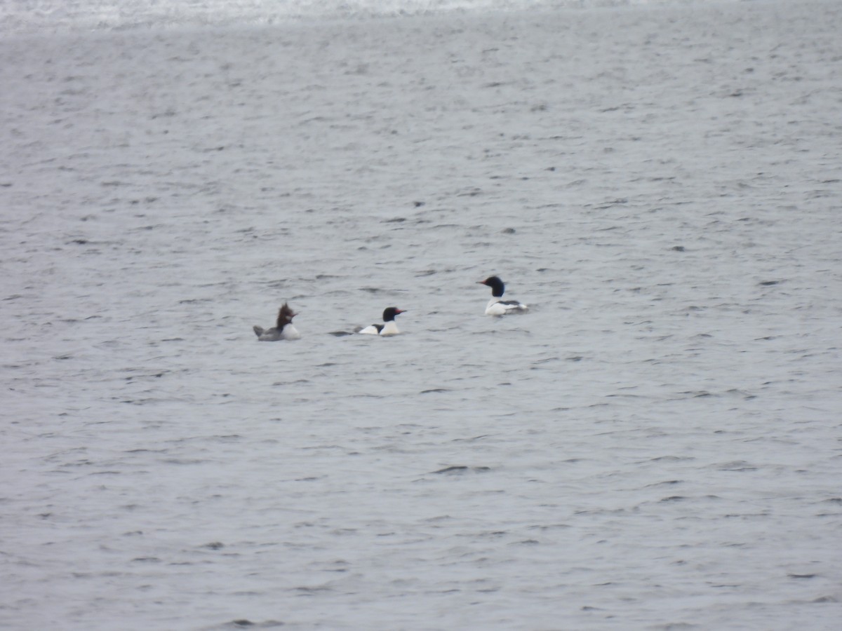 Common Merganser - Jean-Robert Massé