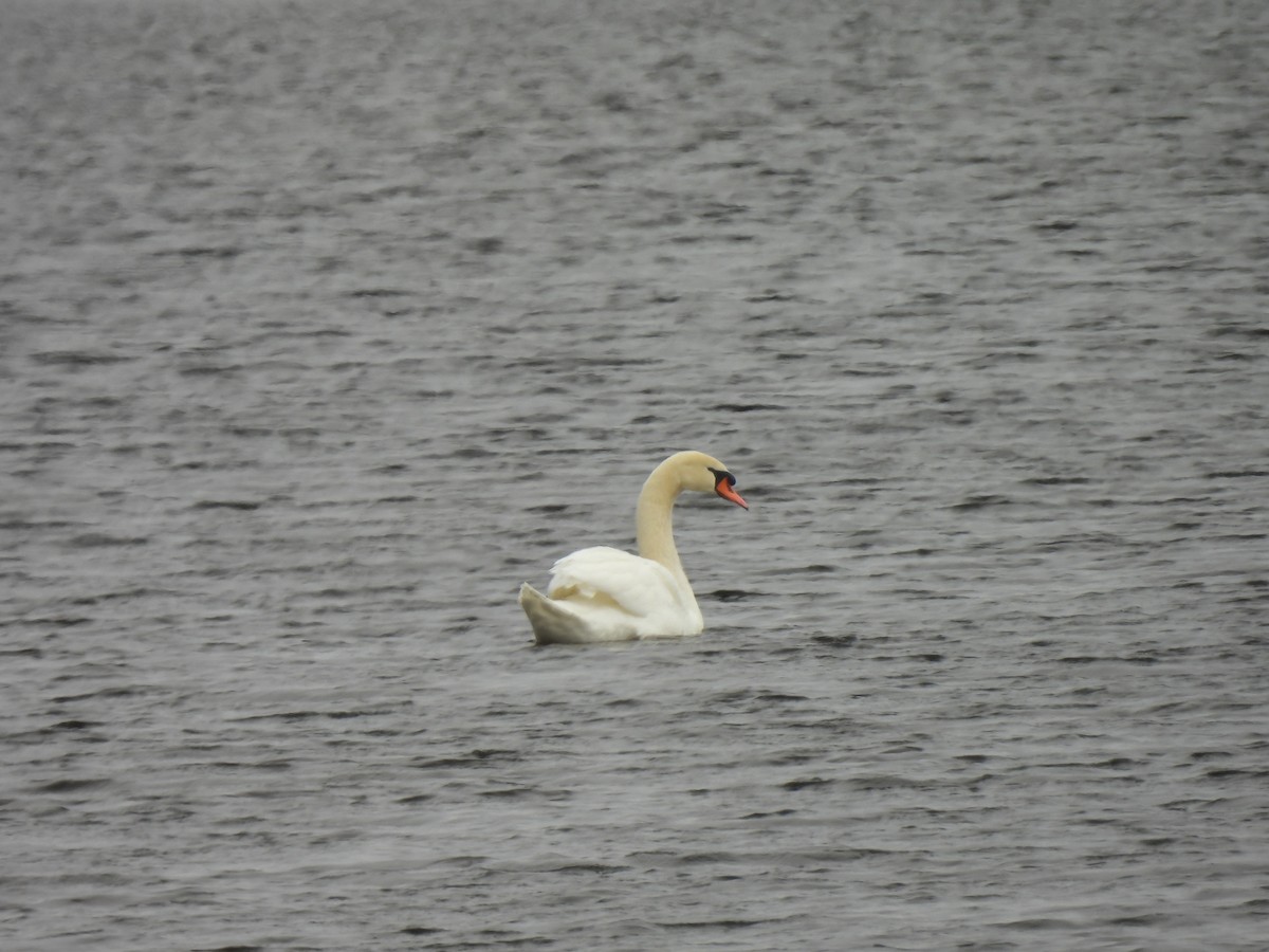 Mute Swan - Jean-Robert Massé