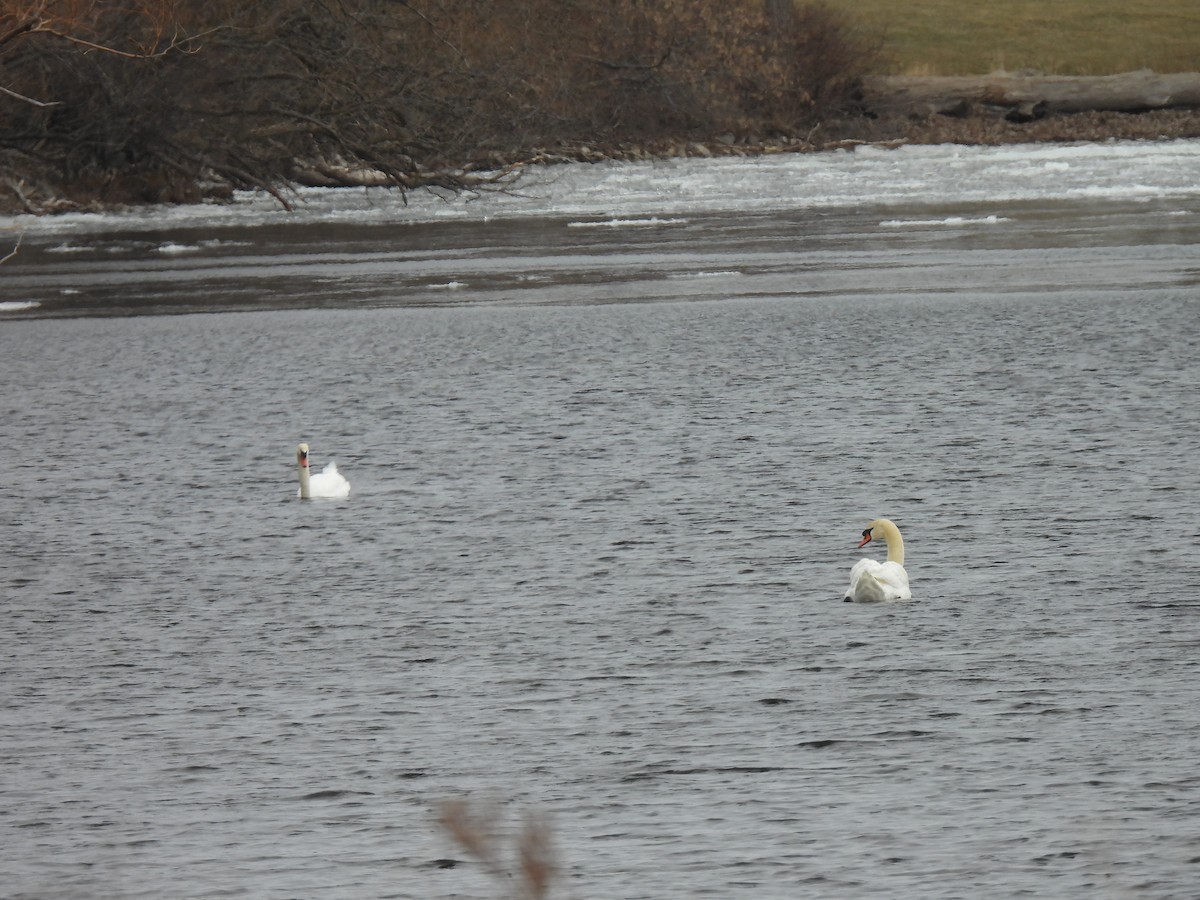 Cygne tuberculé - ML538574321