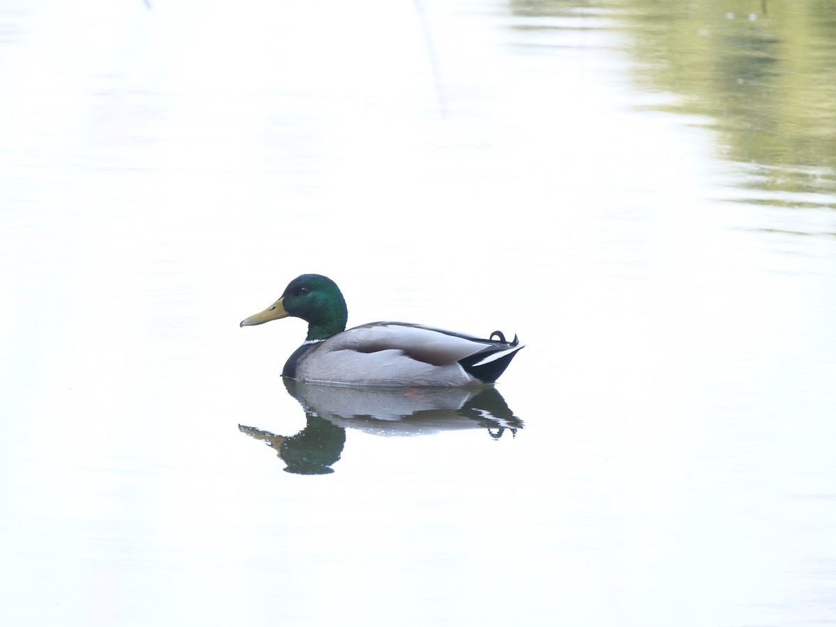 Mallard - ML538574611