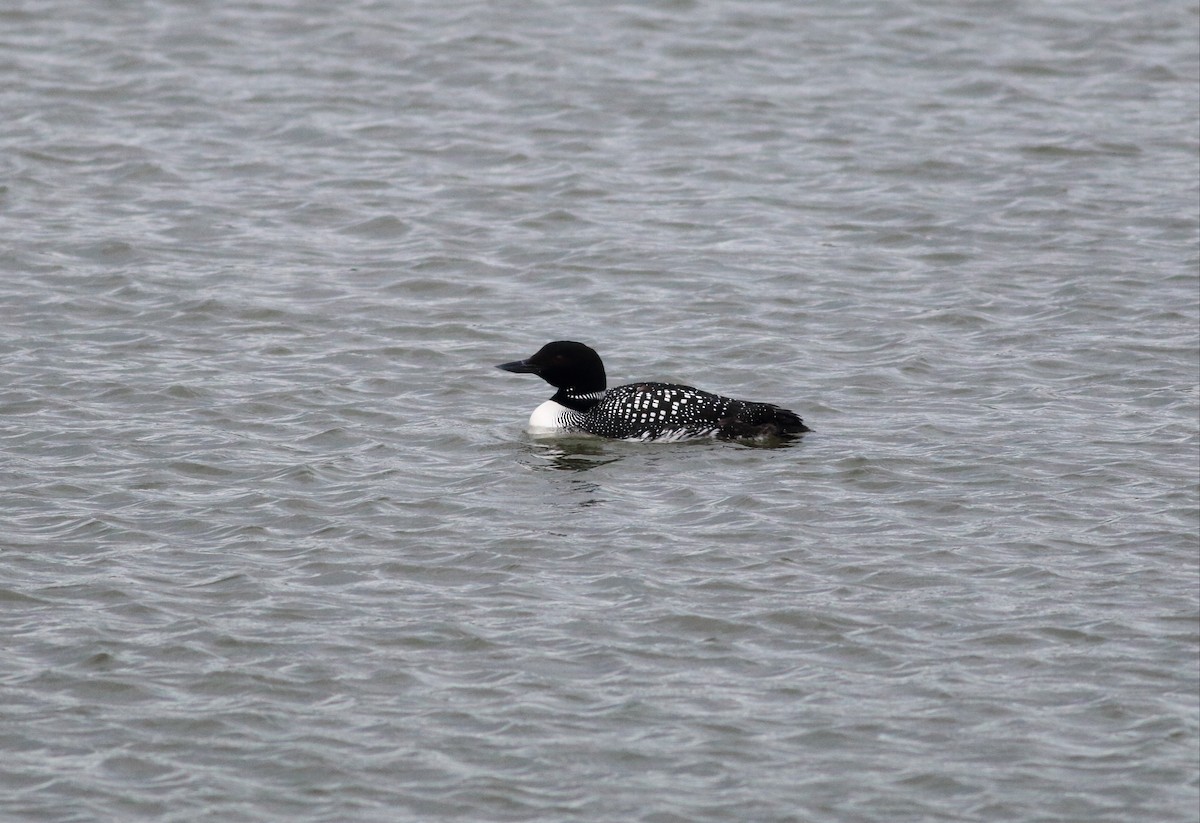 Plongeon huard - ML53857731