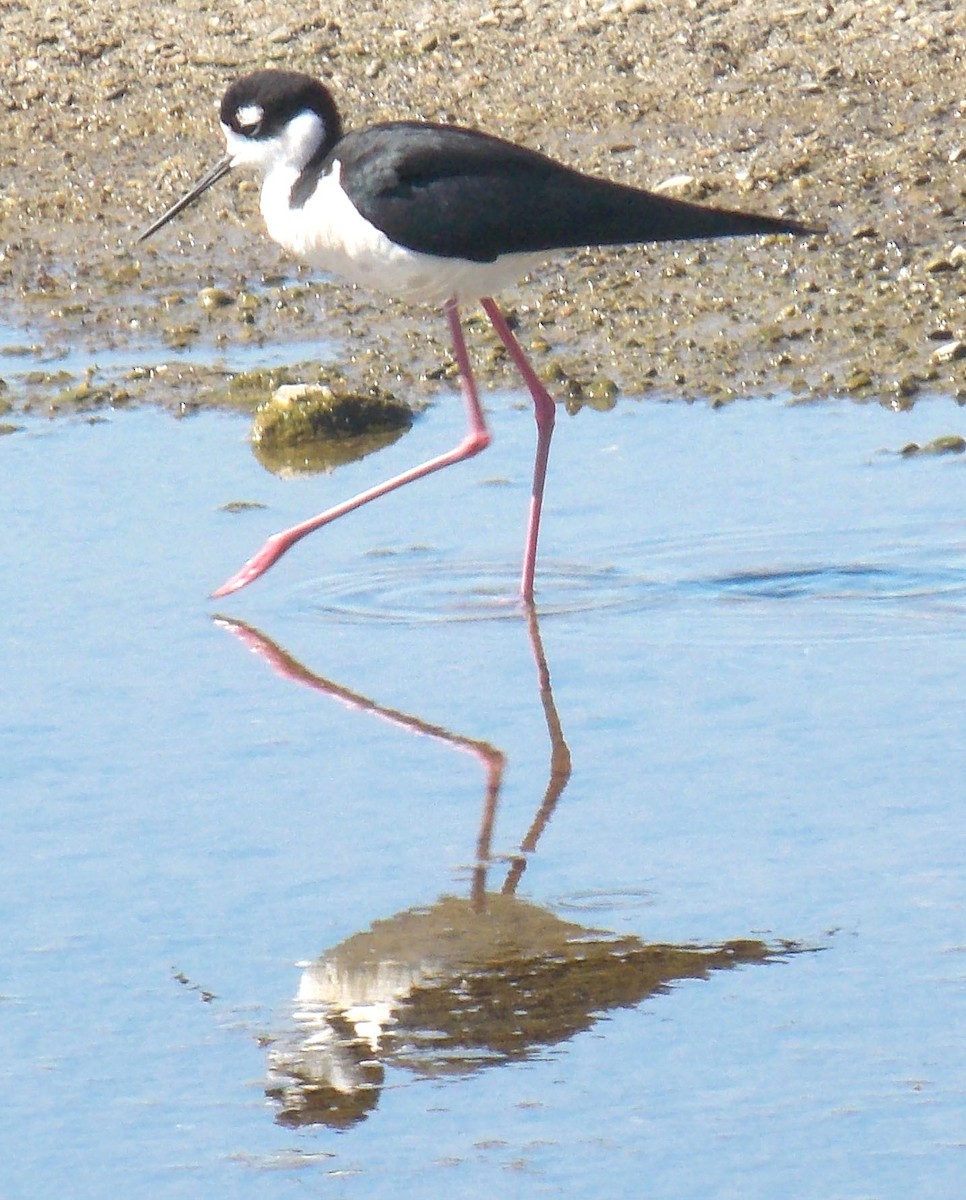 Black-necked Stilt - Alexander deBarros