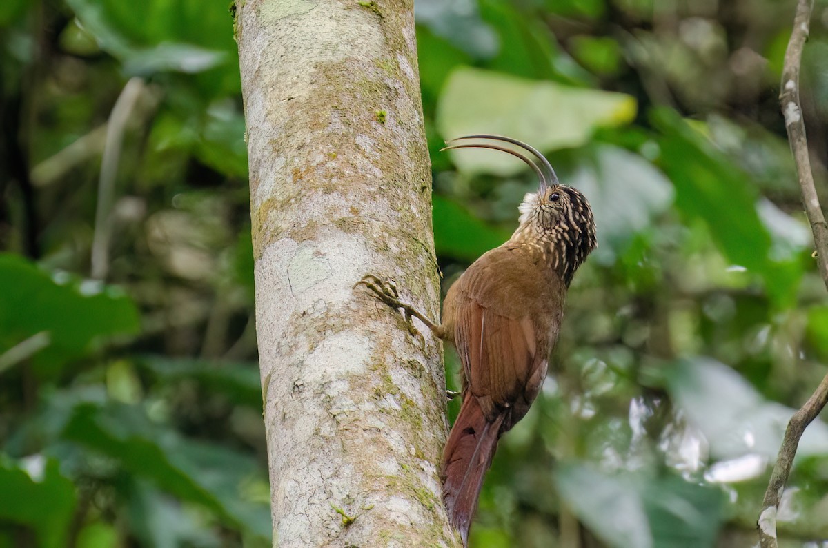 Black-billed Scythebill - ML538577711