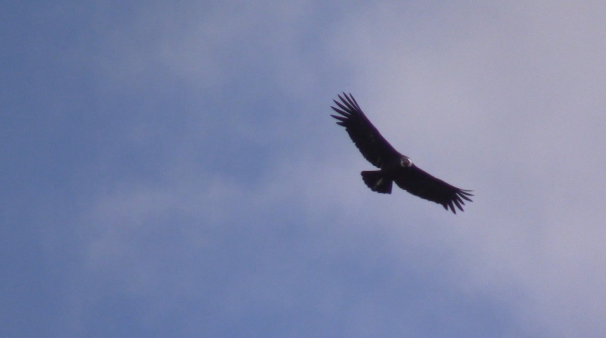 Condor des Andes - ML538577971