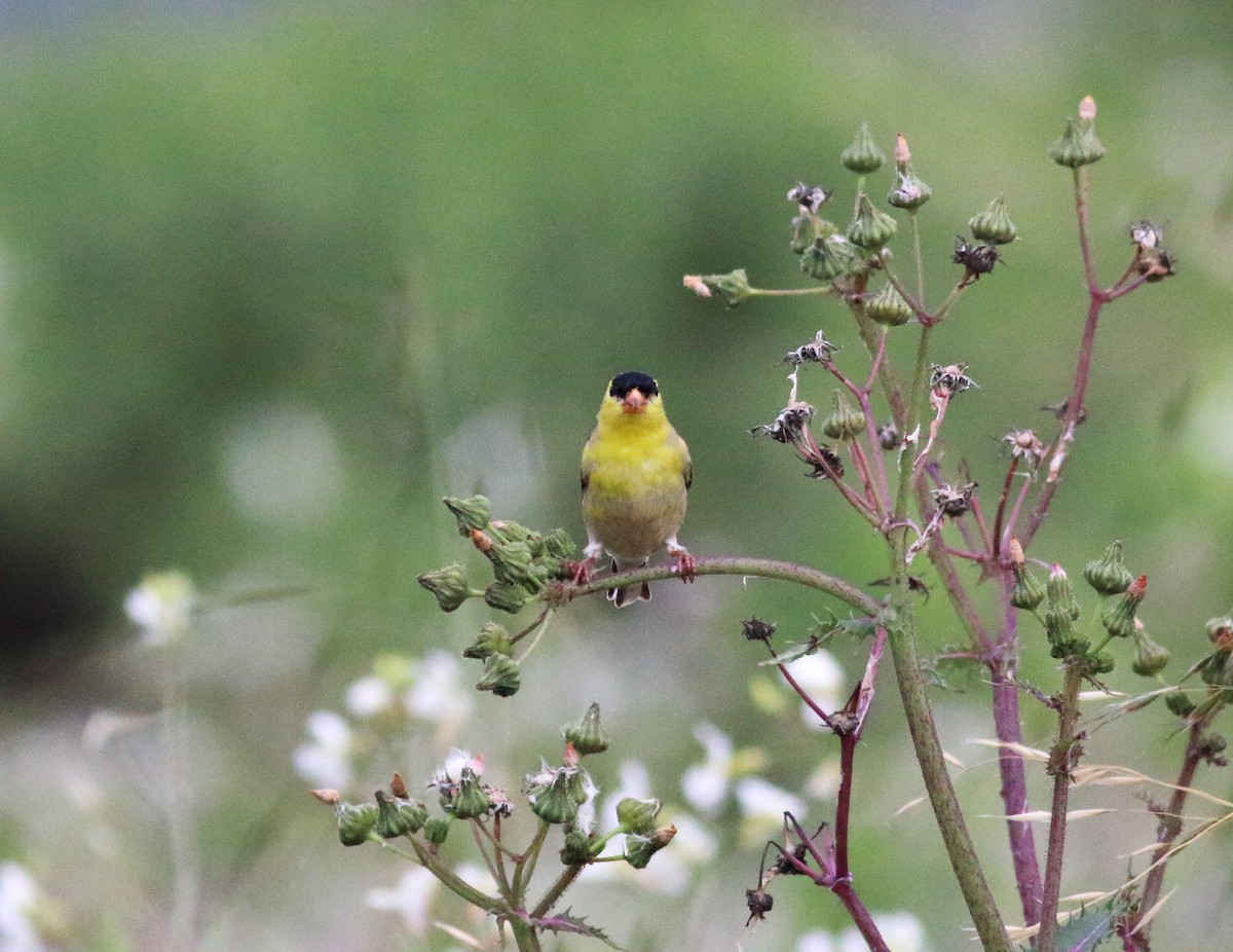 Chardonneret jaune - ML53857811