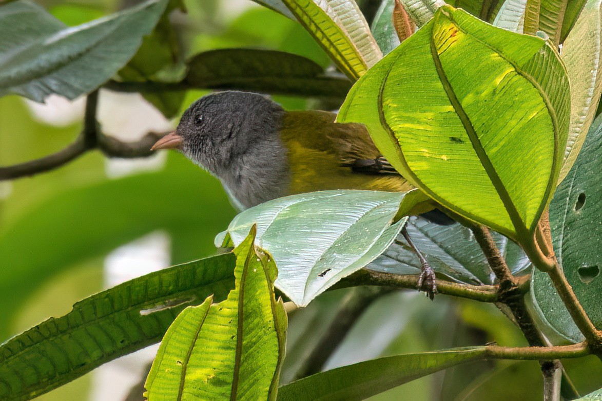 Gray-hooded Bush Tanager - ML538578711