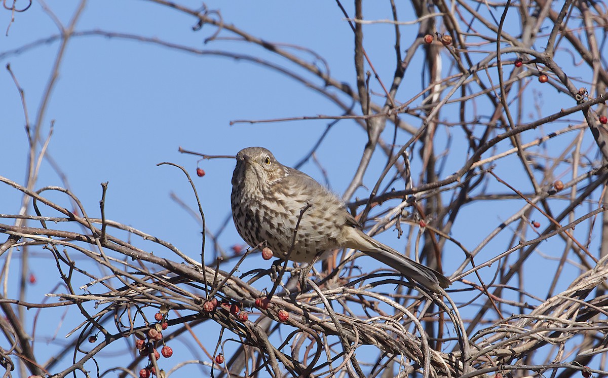 Sage Thrasher - ML538578851