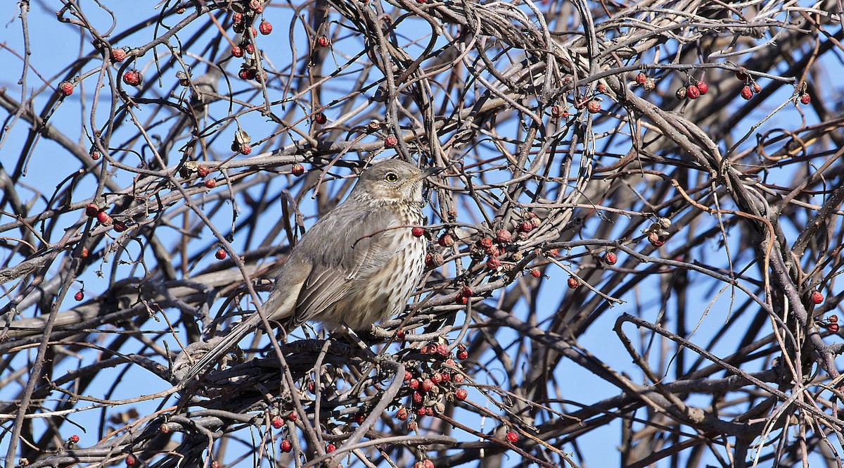 Sage Thrasher - ML538578861