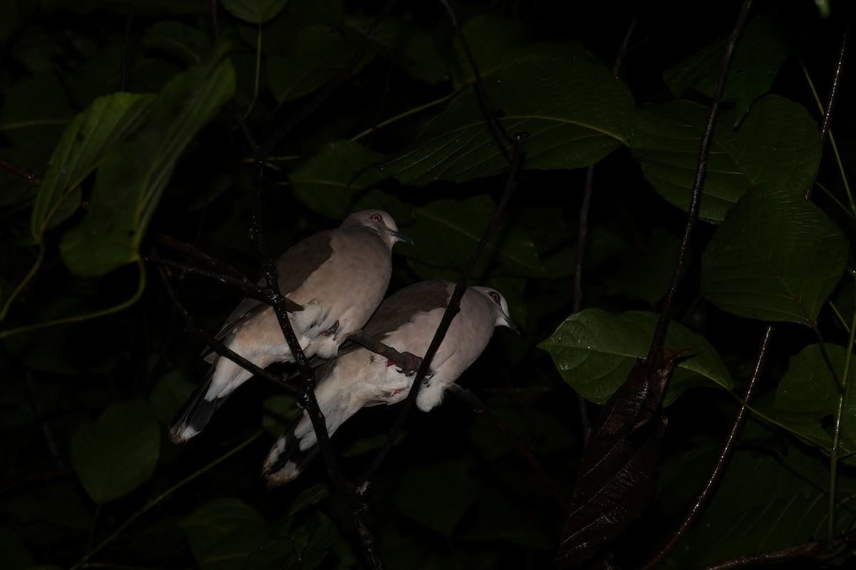 White-tipped Dove - Vincent Vos