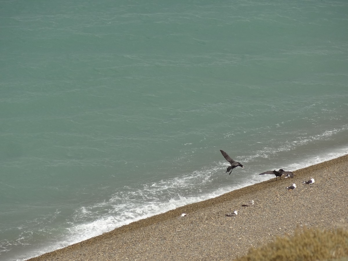 Southern Giant-Petrel - Guy RUFRAY