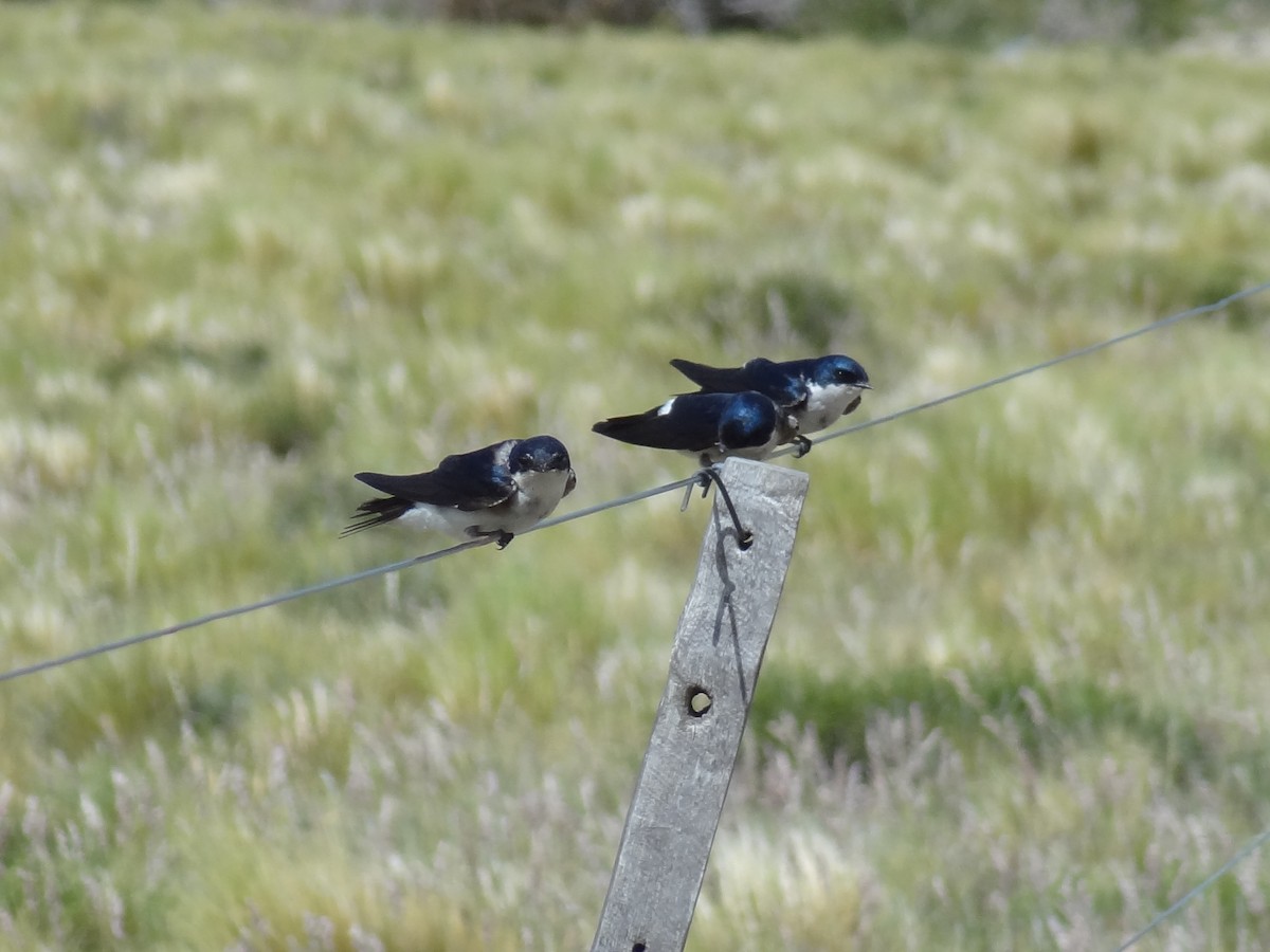 Chilean Swallow - ML538580911