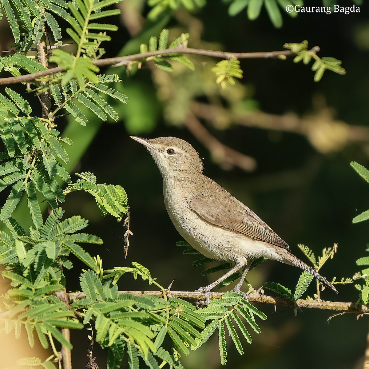 Sykes's Warbler - ML538582961