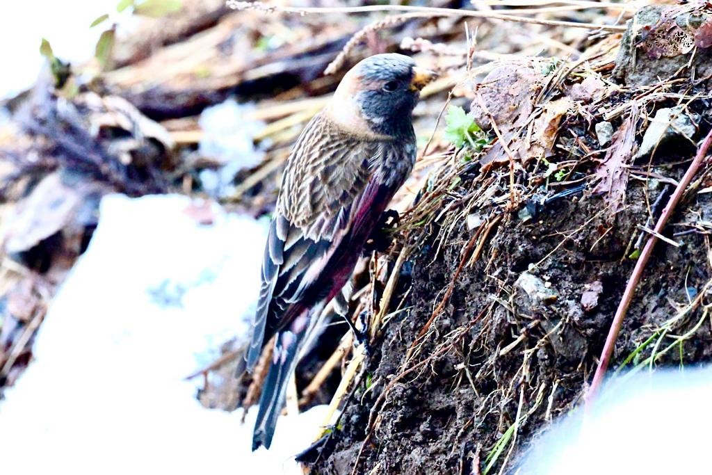 Asian Rosy-Finch - ML538583031