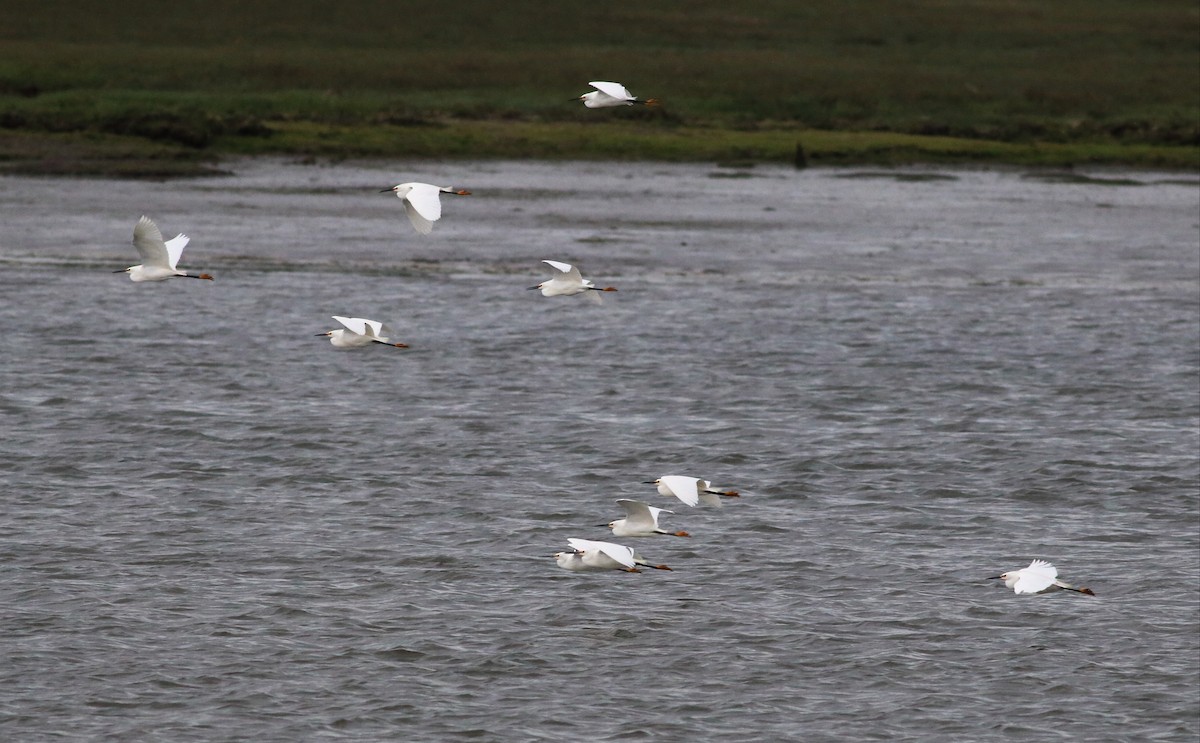 Snowy Egret - ML53858341