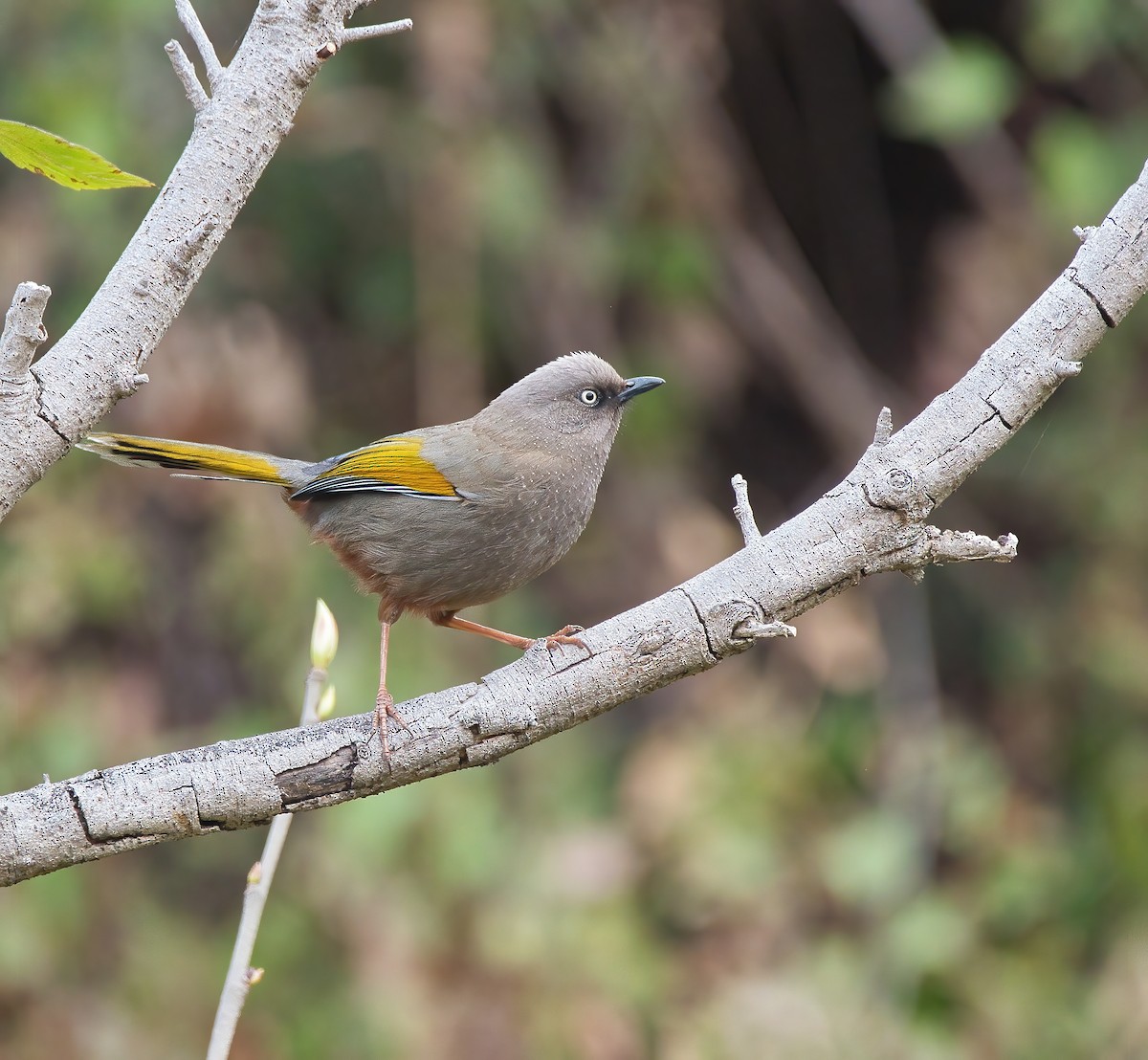 Elliot's Laughingthrush - ML538583531