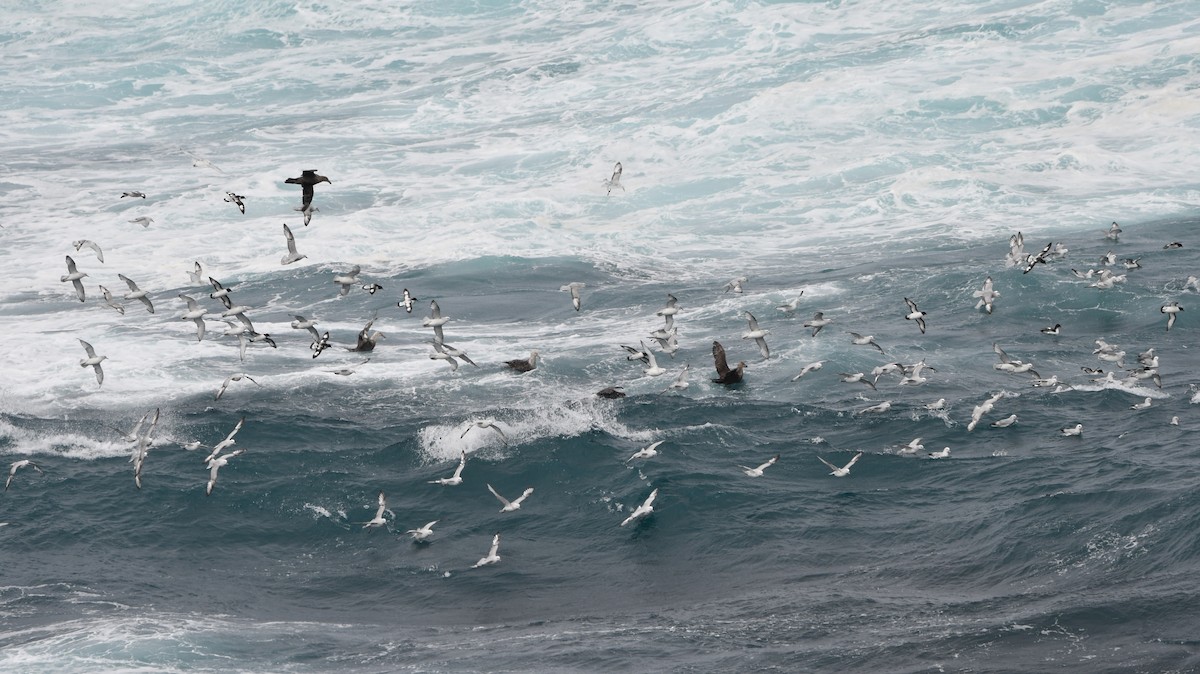 Cape Petrel - ML538583551