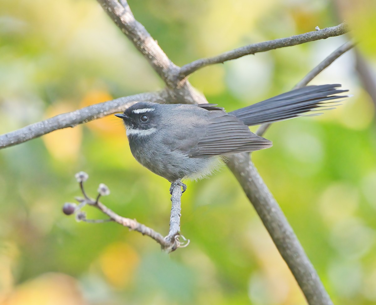 White-throated Fantail - ML538583961