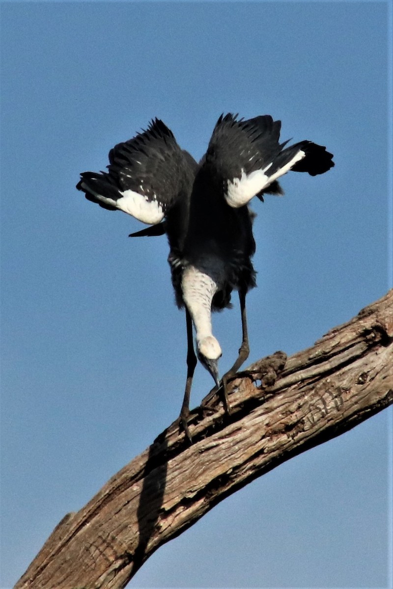 Garza Cuelliblanca - ML538584731