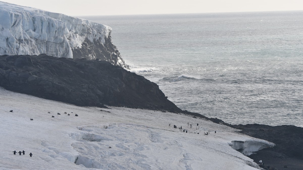 Chinstrap Penguin - ML538585001