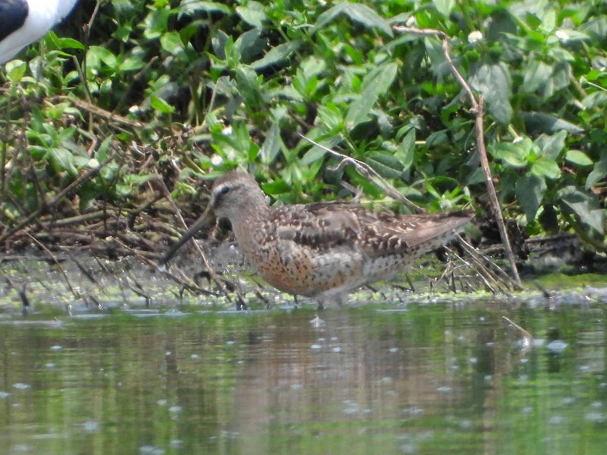 Short-billed Dowitcher - ML538585861