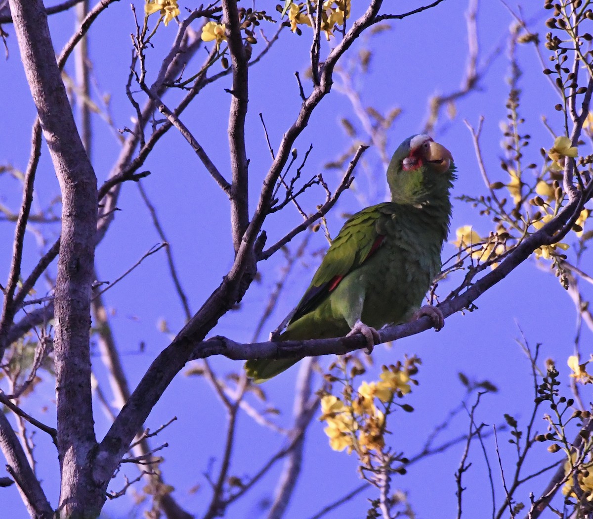 White-fronted Parrot - ML538586651