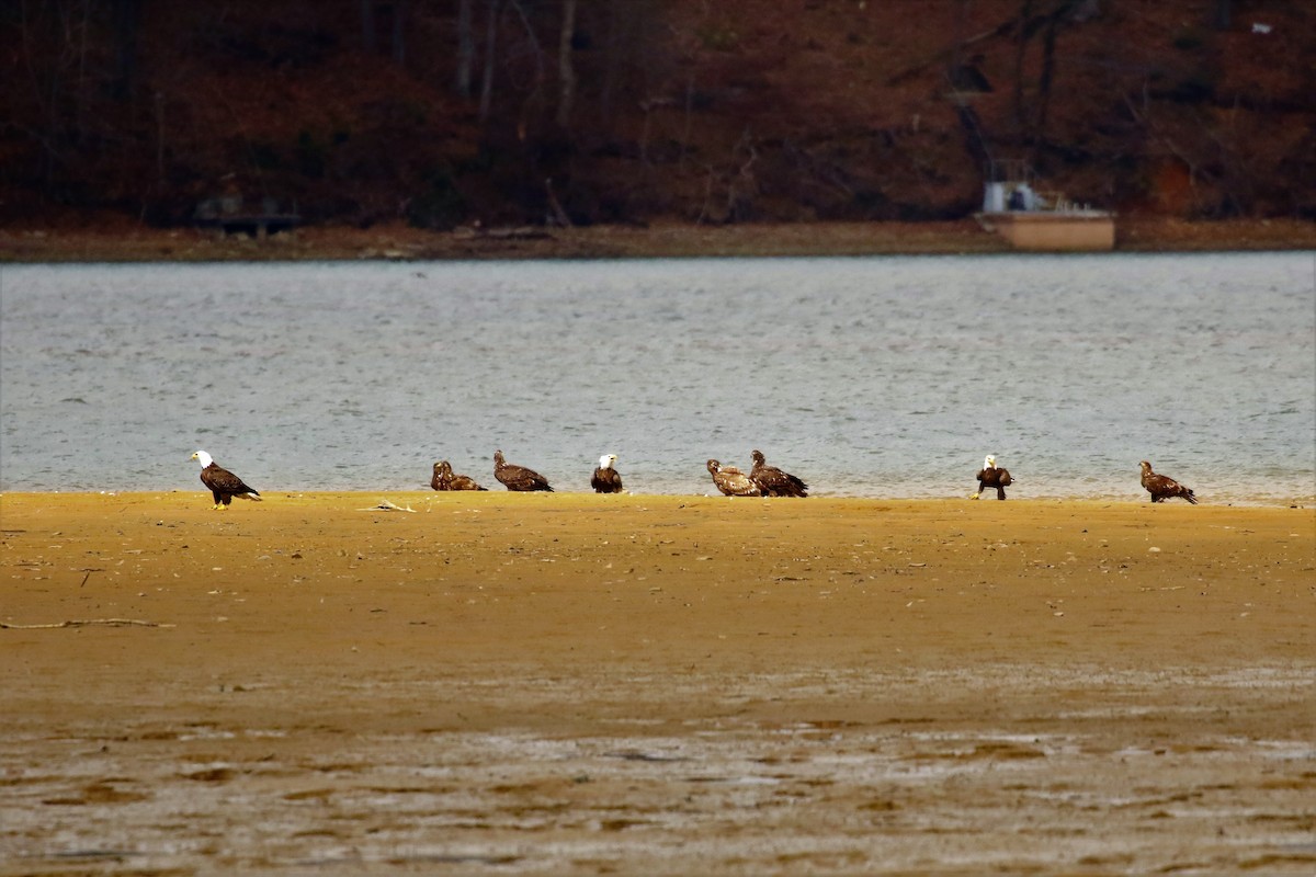 Bald Eagle - ML538586861