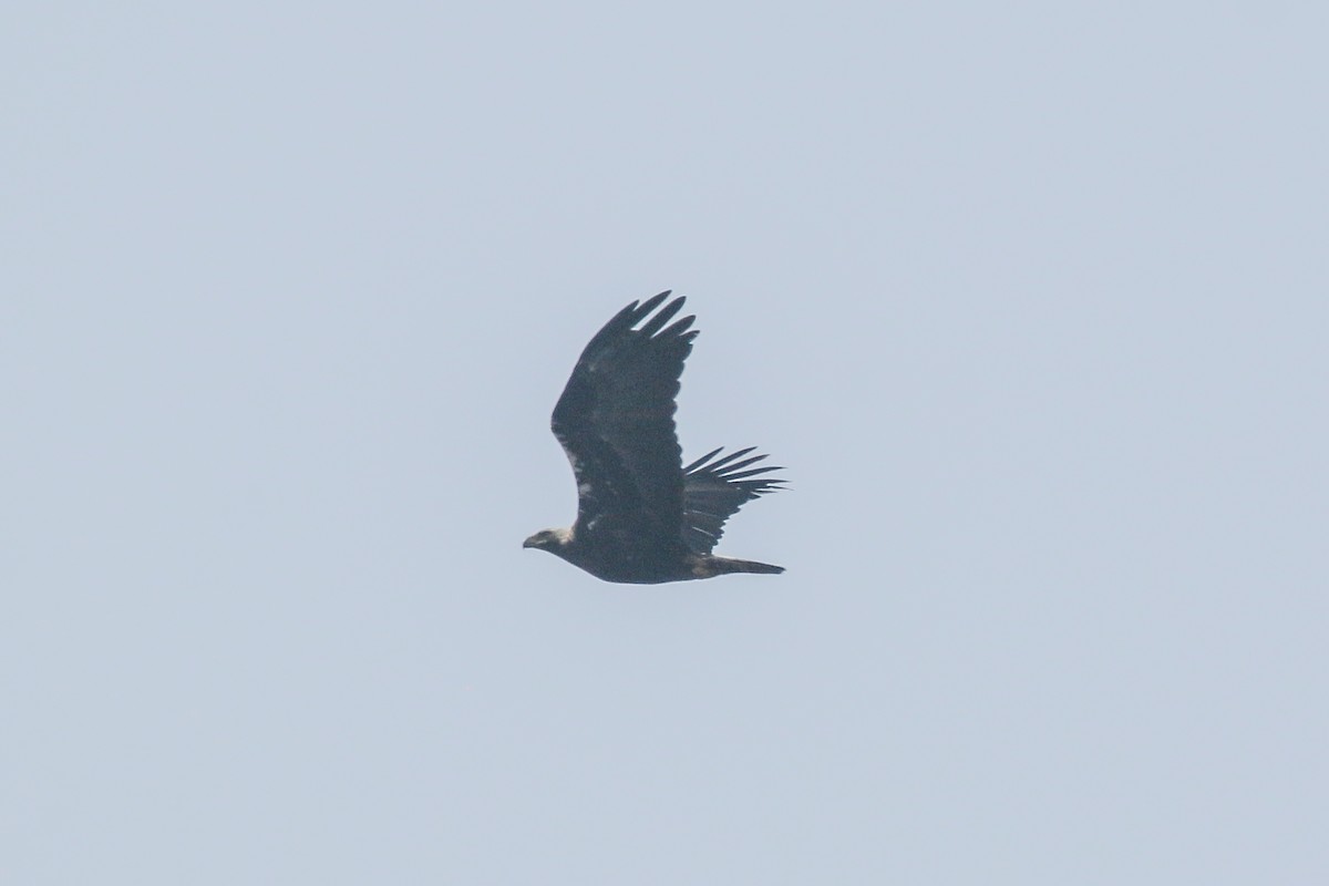 Águila Imperial Ibérica - ML538587011