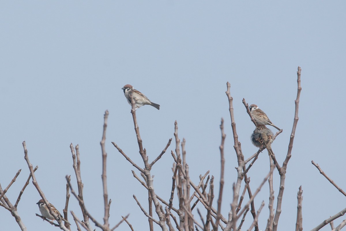 Eurasian Tree Sparrow - ML538587071