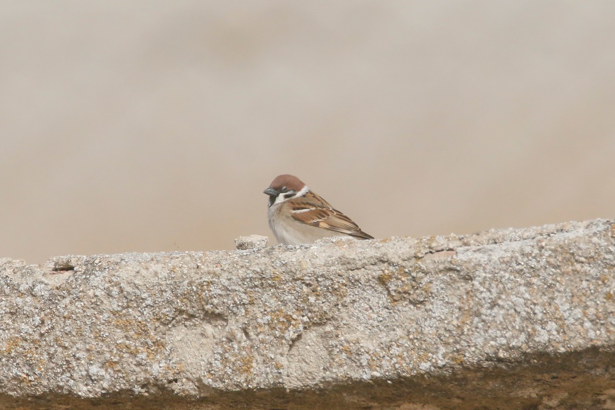 Eurasian Tree Sparrow - ML538587081