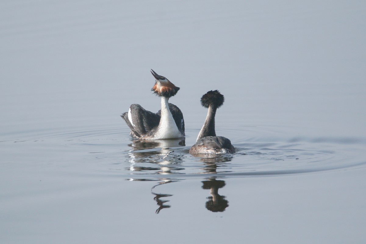 Great Crested Grebe - ML538587181
