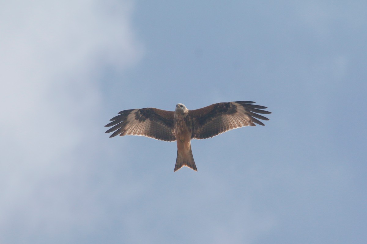 Red Kite - ML538587221