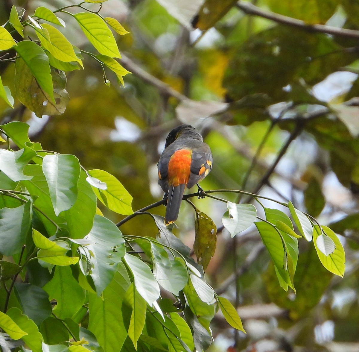 Fiery Minivet - ML538589221