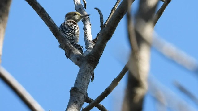 Yellow-crowned Woodpecker - ML538590331