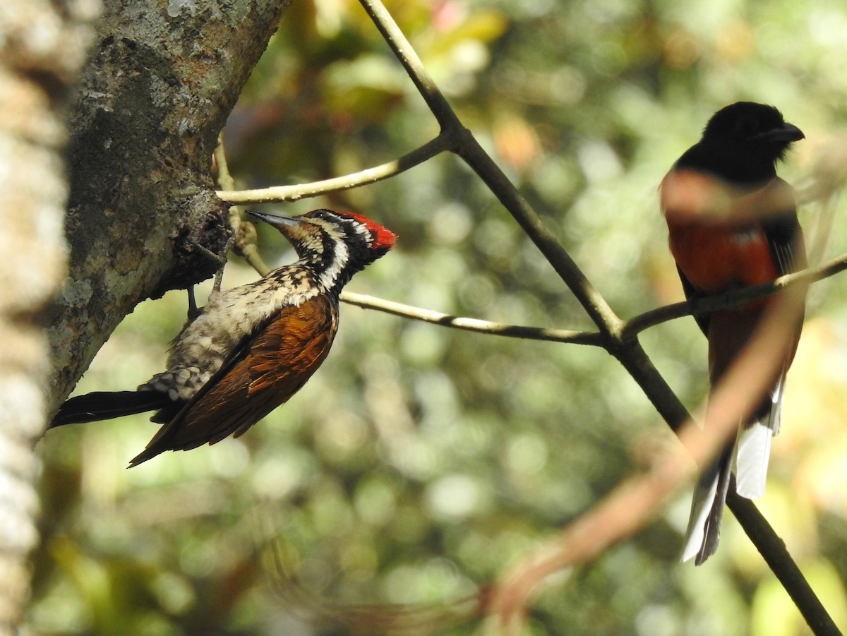 Common Flameback - ML538591641