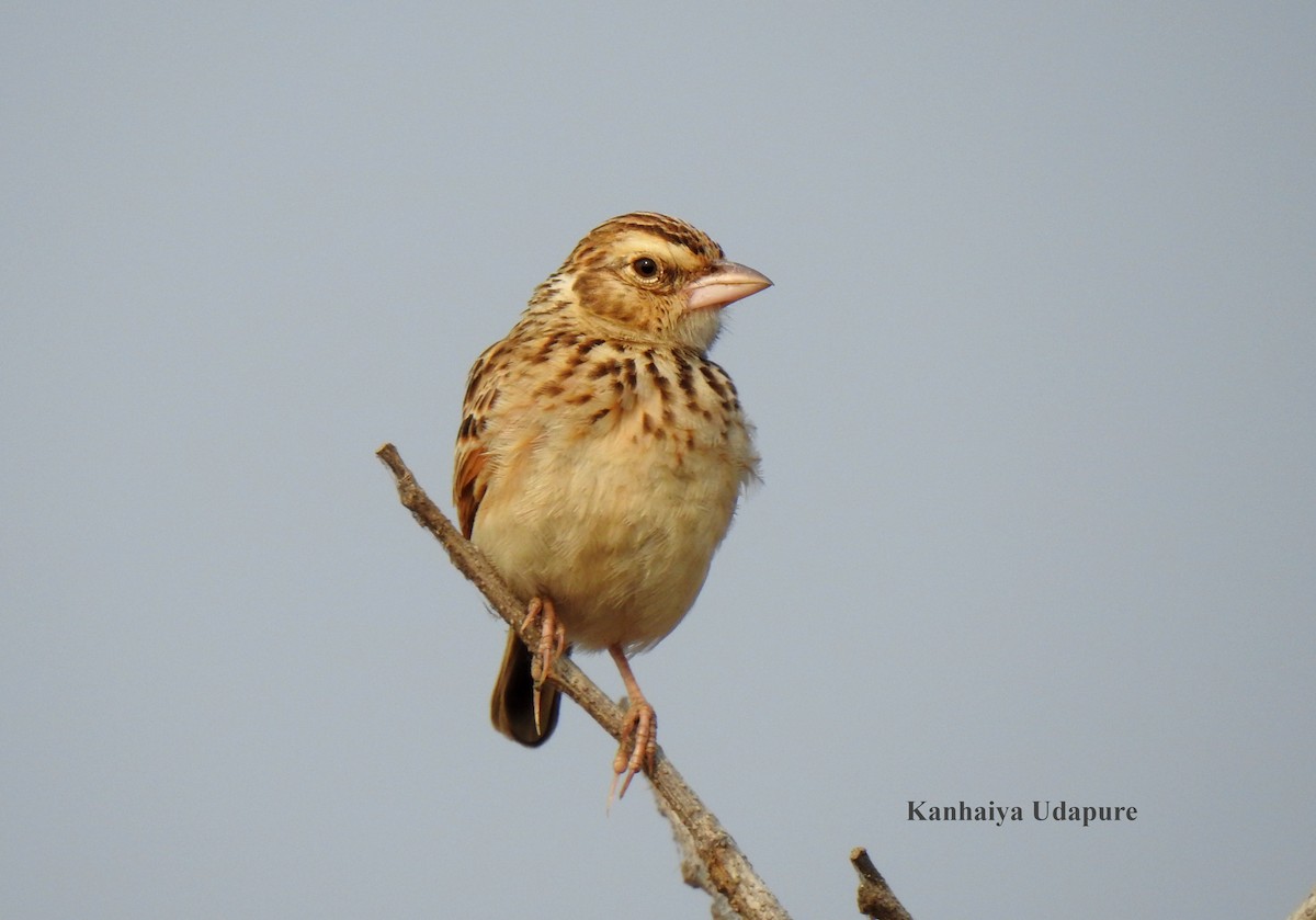 Indian Bushlark - ML538591701
