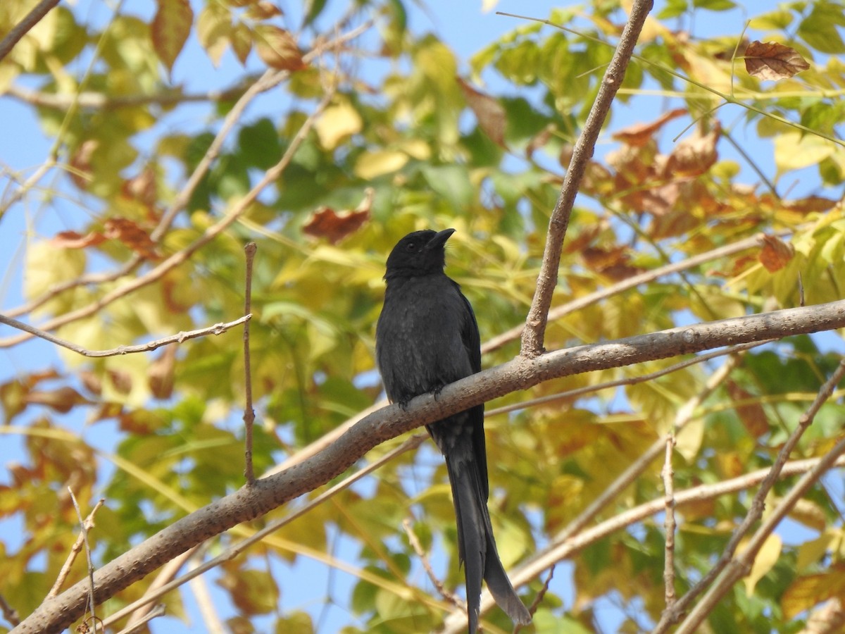 Black Drongo - ML538591971