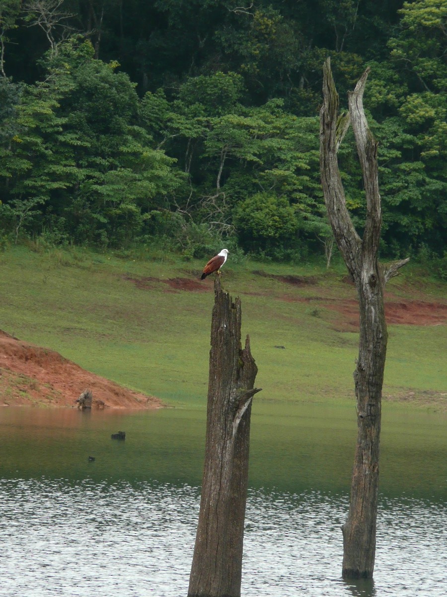 Brahminy Kite - ML538592051