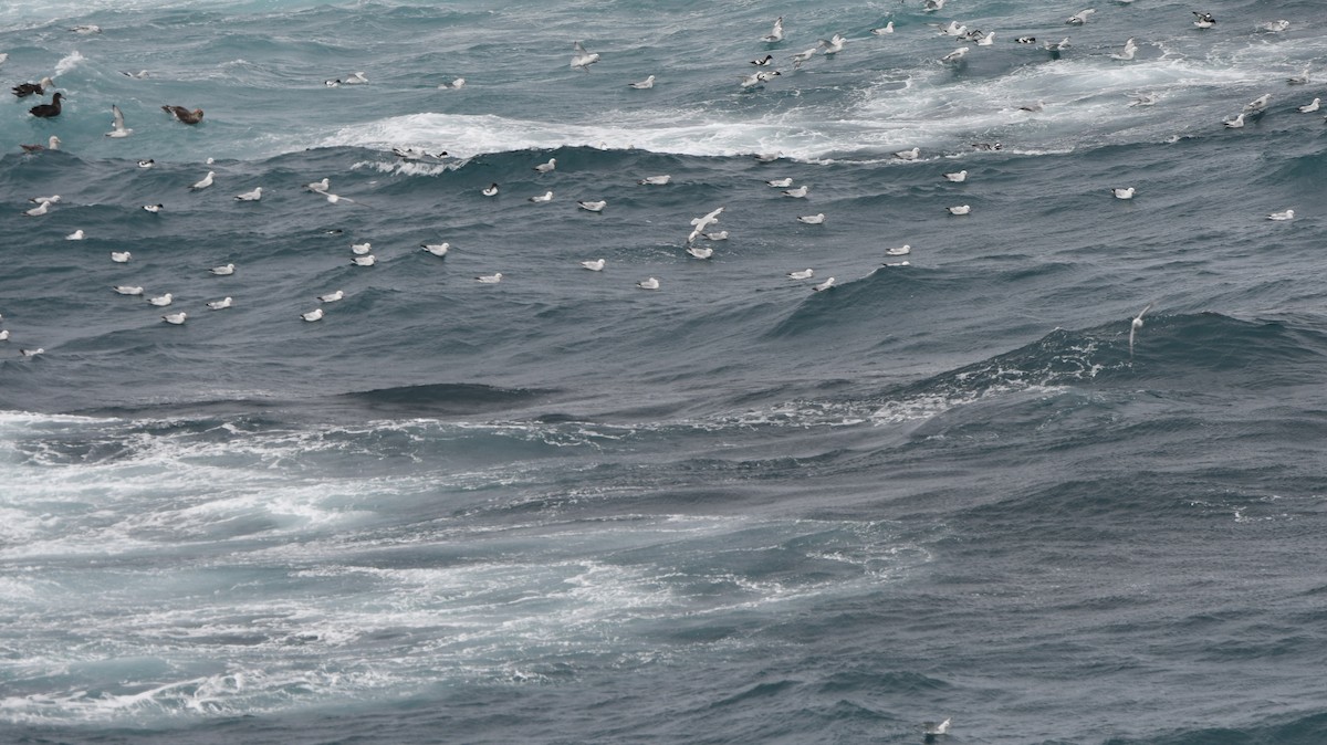 Pintado Petrel - ML538592241