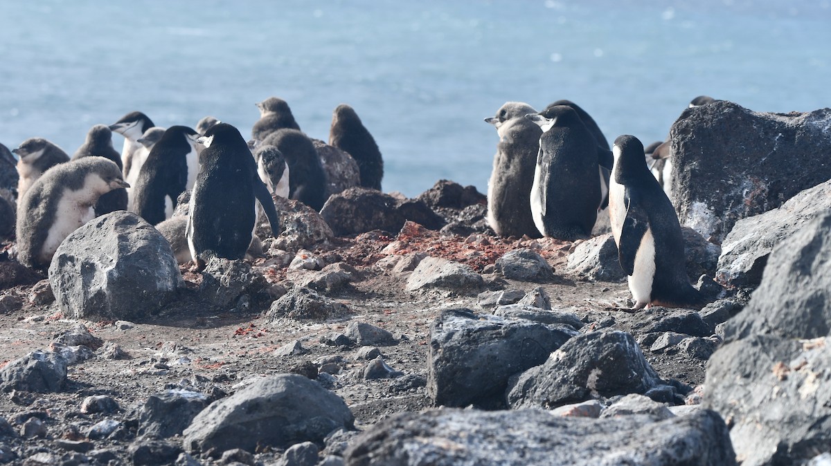 Chinstrap Penguin - ML538593031