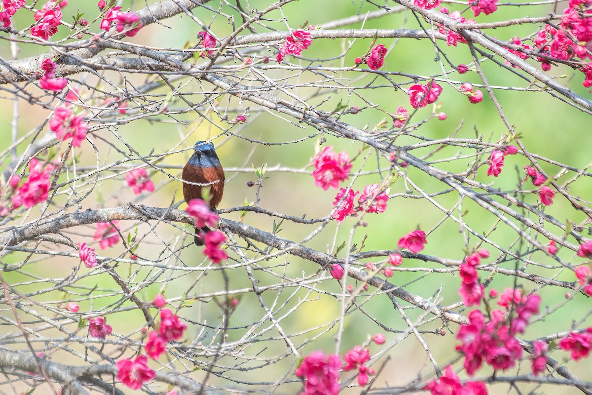 Chestnut-bellied Rock-Thrush - Deepak Budhathoki 🦉