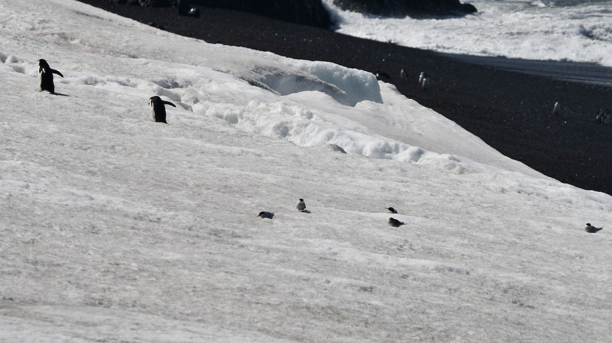 Antarctic Tern - ML538593751